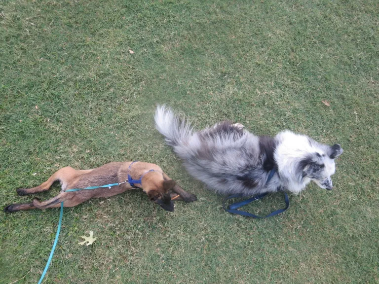 From Lost Keys to Lost Pups Navigating the Unexpected Risks of Dog Walking