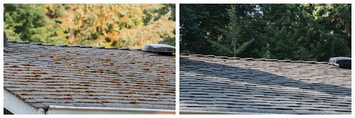 Roof Moss: The Silent Threat Destroying Your Home’s Value