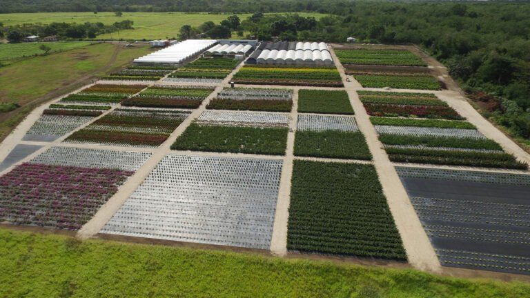 Vista Farm